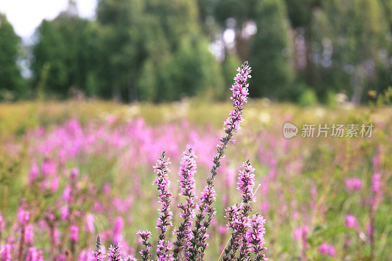 草地上开着紫红色的野花。在野外蔓生。(Lythrum salicaria)